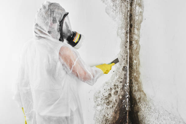 Office Mold Removal Services in West Milton, PA