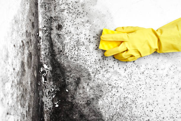 Trusted West Milton, PA Mold Removal Experts