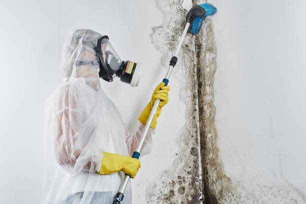 Best Crawl Space Mold Removal  in West Milton, PA