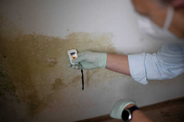 Best Black Mold Removal  in West Milton, PA