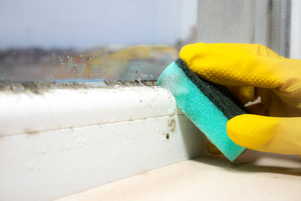 Best Office Mold Removal Services  in West Milton, PA