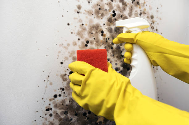 Best Commercial Mold Removal  in West Milton, PA