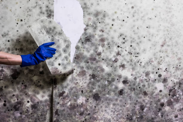Best Local Mold Removal Service  in West Milton, PA